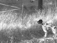chasse evran