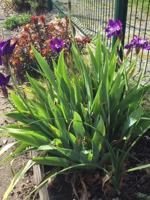 fleurs 2