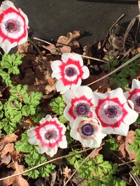 fleurs